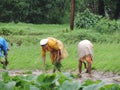 Agriculture in India - workers reaping and harvesting in the farm - Rural India scene - primary occupation