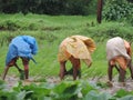 Agriculture in India - workers reaping and harvesting in the farm - Rural India scene - primary occupation