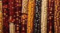 agriculture indian corn