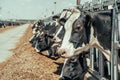 Agriculture industry, animal husbandry, cows eating hay in outdoor cowshed on dairy farm Royalty Free Stock Photo