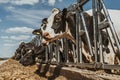 Agriculture industry, animal husbandry, cows eating hay in outdoor cowshed on dairy farm Royalty Free Stock Photo