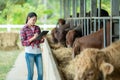 Agriculture industry, Asian young woman or farmer with tablet pc computer and cows. farming, people, technology and animal
