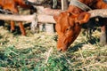 Agriculture industry, farming and animal husbandry concept. herd of cows in cowshed on dairy farm Royalty Free Stock Photo