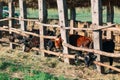 Agriculture industry, farming and animal husbandry concept. herd of cows in cowshed on dairy farm Royalty Free Stock Photo