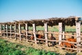 Agriculture industry, farming and animal husbandry concept. herd of cows in cowshed on dairy farm Royalty Free Stock Photo