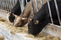 Agriculture industry, farming and animal husbandry concept - herd of cows eating hay in cowshed on dairy farm Royalty Free Stock Photo