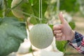 Agriculture industry, farming, people and melon farm concept