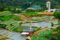 Agriculture industry in Brinchang, Pahang, Malaysia.