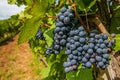 Vineyard Grapes Harvesting