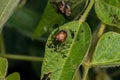 Japanese beetle eating leaf of soybean plant. Royalty Free Stock Photo