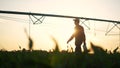 agriculture irrigation. silhouette farmer with a tablet walks through a field with corn and a plant for irrigating the Royalty Free Stock Photo