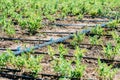 Agriculture Irrigation System On Vegetable Field Royalty Free Stock Photo