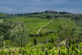 Agriculture Italian vineyards in July Royalty Free Stock Photo