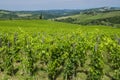 Agriculture Italian vineyards Royalty Free Stock Photo