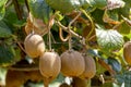 Kiwi fruits Actinidia chinensis grow close-up