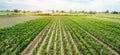 Agriculture land and farming. Plantation of young pepper on a farm on a sunny day. Growing organic vegetables. Eco-friendly