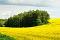 Agriculture land with rapeseed