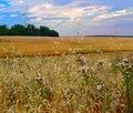Agriculture landscape Royalty Free Stock Photo