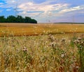 Agriculture landscape