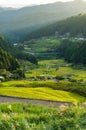 Agriculture landscape of Aichi prefecture. Rice paddy Royalty Free Stock Photo