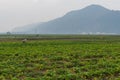 Agriculture landscape. Beautiful view of field Asian farmers growing plants by the traditional method use the agricultural instrum