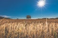 Agriculture landscape with a burning shining sun over the dry fields Royalty Free Stock Photo