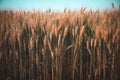 Agriculture landscape with ears of golden and young green wheat close up. Rural summer background scene under sunlight Royalty Free Stock Photo
