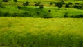 Agriculture landscape with fields of teff, morning in Ethiopia