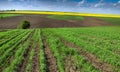 Agro landscape with fields of wheat, a lonely birch tree Royalty Free Stock Photo