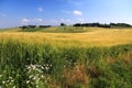 Agriculture landscape in Malopolska