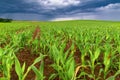 Agriculture landscape, rows of young corn plants growing on a vast field with fertile soil leading to the horizon Royalty Free Stock Photo