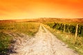 Agriculture landscape - vineyard and sunny sky