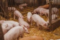 Young pigs and piglets in barn livestock farm Royalty Free Stock Photo