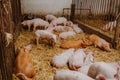 Young pigs and piglets in barn livestock farm Royalty Free Stock Photo