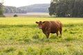 Agriculture and livestock. Grazing cow in the pasture. Royalty Free Stock Photo