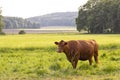 Agriculture and livestock. Grazing cow in the pasture. Nature green fields and meadows