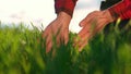 agriculture. man farmer hand a working in the field inspects the crop wheat germ eco natural a farming. agriculture Royalty Free Stock Photo