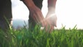 agriculture. man farmer hand a working in the field inspects the crop wheat germ eco natural industry a farming Royalty Free Stock Photo