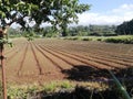 Agriculture. Mande. Farm. Onion field. Urban agriculture. Royalty Free Stock Photo