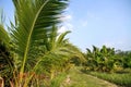 Agriculture, Mango trees banana coconut and papaya grow in an organic farm