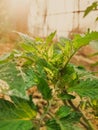 Agriculture - Mature healthy leaf of a Fresh Market tomato plant in the local indian farm garden. Royalty Free Stock Photo