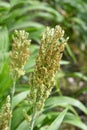 Agriculture, flowering foxtail Millet