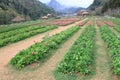 Agriculture on the mountains.