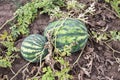 Agriculture. Natural watermelon growing in the field