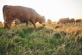 Agriculture, nature and grass with cow on farm for for sustainability, environment and meat industry. Sunset, cattle and