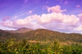 Agriculture nature landscape. Palm oil with coconut trees plantation at sunrise, tropical forest with mountain range backgrounds. Royalty Free Stock Photo