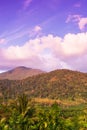 Agriculture nature landscape. Palm oil with coconut trees plantation at sunrise, tropical forest with mountain range backgrounds. Royalty Free Stock Photo