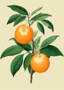 Agriculture nature leaf fresh orange juicy tree organic fruit food ripe Royalty Free Stock Photo