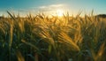 Agriculture nature rural scene, summer farm outdoors Yellow growth wheat sunset season meadow sun plant sunlight Royalty Free Stock Photo