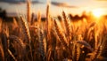 Agriculture, nature, sunset, farm, summer, wheat, rural scene, growth, plant, sun generated by AI Royalty Free Stock Photo